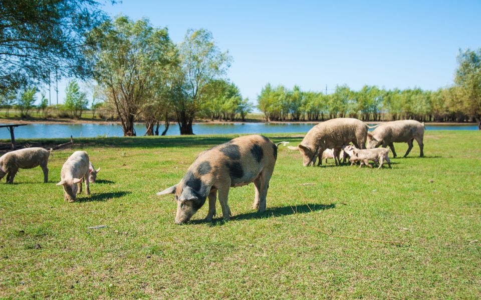 pigs